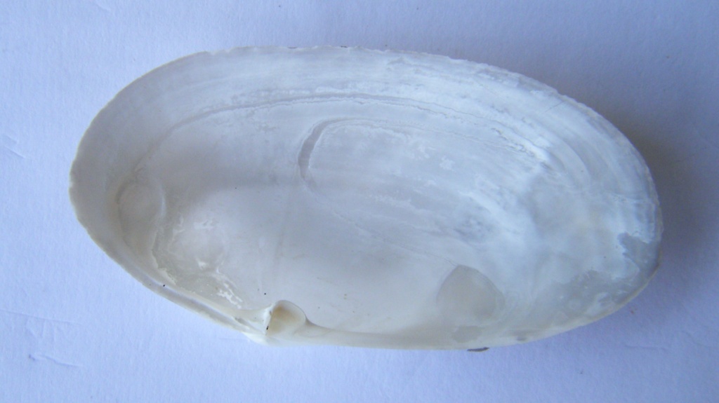 Bivalve 4 = Tapes (Ruditapes) decussatus (Linn�, 1758)